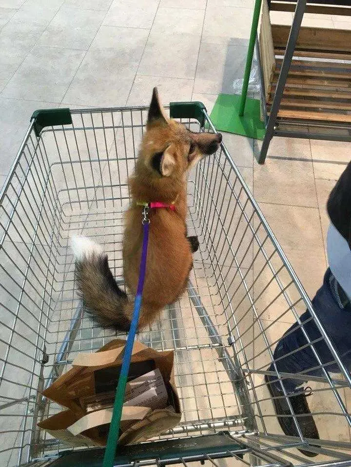 Photo of a leashed fox sitting in a shopping cart.